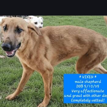 VIXEN -  German Shepherd Dog Dog for Adoption in Athens, Alabama - VIXEN | PetCurious