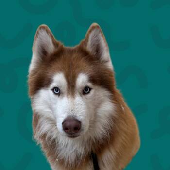 Alaskan Malamute Dogs Available for Adoption in Reno, Nevada - Bruce | PetCurious