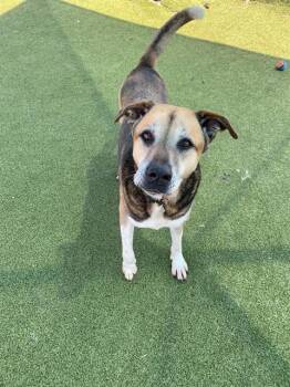 BRIAN -  Labrador Retriever and Mixed Breed Dog for Adoption in Pasadena, Texas - BRIAN | PetCurious