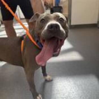 Evelyn -  Pit Bull Terrier Dog for Adoption in Hilliard, Ohio - Evelyn | PetCurious