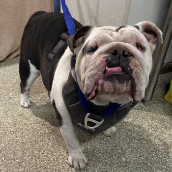 IVHS-Stray-140237 -  English Bulldog Dog for Adoption in San Gabriel, California - IVHS-Stray-140237 | PetCurious