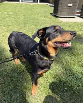 Junior (Courtesy Post) -  Rottweiler Dog for Adoption in Statesboro, Georgia - Junior (Courtesy Post) | PetCurious