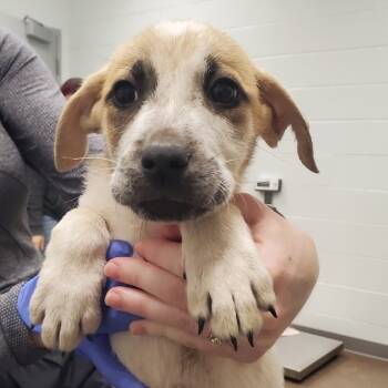 Rescue Shepherd Dogs for Adoption in Chattanooga, Tennessee - Deuce Gorgon | PetCurious