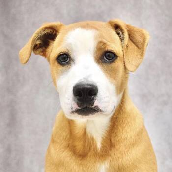 Jenny (puppy) - ECAS -  Pit Bull Terrier and Mixed Breed Dog Available for Adoption in Pleasanton, California - Jenny (puppy) - ECAS | PetCurious