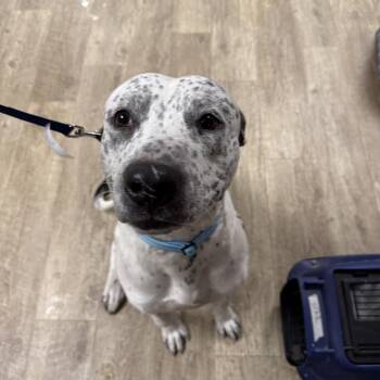 Oreo -  Pit Bull Terrier Dog for Adoption in East St. Louis, Illinois - Oreo | PetCurious