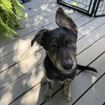 Figgy -  Shepherd and Australian Cattle Dog Blue Heeler Dog for Adoption in South Elgin, Illinois - Figgy | PetCurious