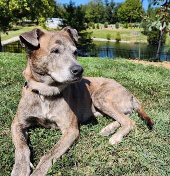 Terrier Dogs Available for Adoption in Columbia, Illinois - Stoick | PetCurious