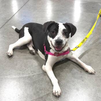 Mixed Breed Dogs Available for Adoption - Moonpie | PetCurious