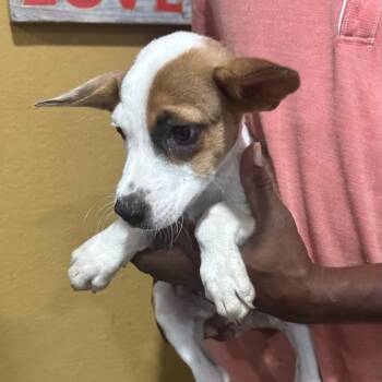 Oscar - Local November 6-8 -  Rat Terrier and Chihuahua Dog for Adoption in Brookshire, Texas - Oscar - Local November 6-8 | PetCurious