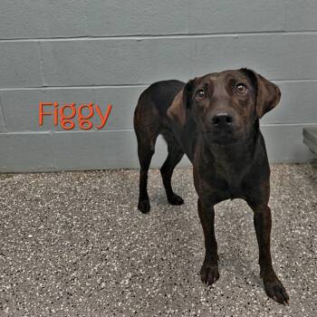 Figgy -  Plott Hound and Mixed Breed Dog for Adoption in Parkersburg, West Virginia - Figgy | PetCurious