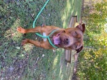 Rescue Pit Bull Terrier Dogs for Adoption - GILBERT | PetCurious