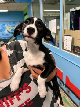 Eris 4351C -  Chihuahua and Rhodesian Ridgeback Dog for Adoption - Eris 4351C | PetCurious