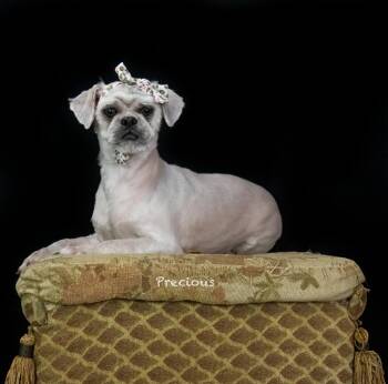 Precious -  Shih Tzu Dog for Adoption in Hot Springs Village, Arkansas - Precious | PetCurious