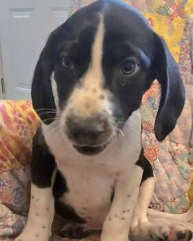 Mixed Breed Dogs Available for Adoption - Tank | PetCurious