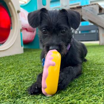 Barkley -  Terrier and Mixed Breed Dog for Adoption in Cedar Rapids, Iowa - Barkley | PetCurious