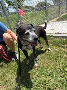 River - Fee Waived -  Hound Dog for Adoption in Pierceton, Indiana - River - Fee Waived | PetCurious