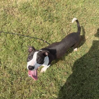 Tansy -  American Staffordshire Terrier Dog for Adoption in Lexington, Kentucky - Tansy | PetCurious