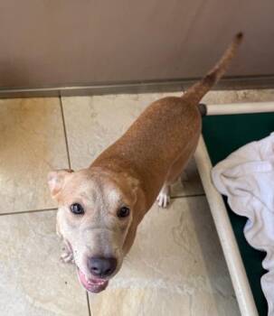 Mixed Breed Dogs Available for Adoption in Honolulu, Hawaii - Hennessy (Henny) | PetCurious