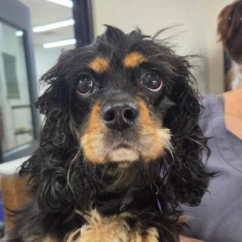 Sari -  Cocker Spaniel Dog for Adoption in Zanesville, Ohio - Sari | PetCurious