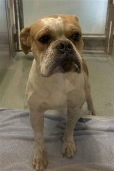 Yogi A219534 -  Boxer and English Bulldog Dog for Adoption in Plano, Texas - Yogi A219534 | PetCurious