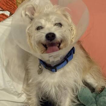 Herbie -  Terrier Dog for Adoption in Las Vegas, Nevada - Herbie | PetCurious