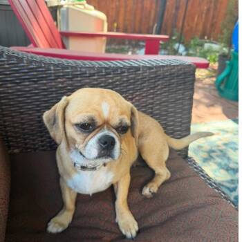 Minnie -  Pekingese Dog for Adoption in Houston, Texas - Minnie | PetCurious