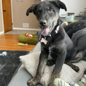 German Shepherd Dog Dogs Available for Adoption - Hugo | PetCurious