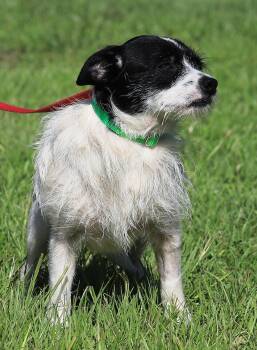 Rescue Terrier Dogs for Adoption in North Fort Myers, Florida - Lucky | PetCurious