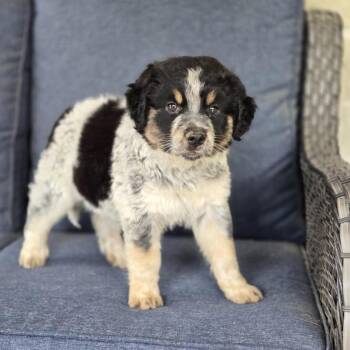 Great Pyrenees Dogs Available for Adoption in Mansfield, Texas - Sutton | PetCurious