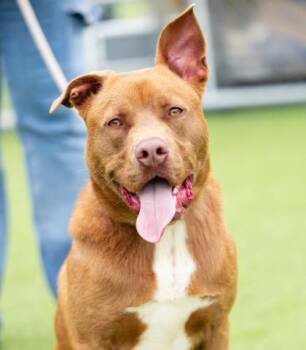 HARLEY -  Pit Bull Terrier and German Shepherd Dog Dog for Adoption in Camarillo, California - HARLEY | PetCurious