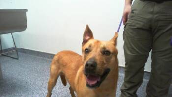 German Shepherd Dog and Mixed Breed Dogs Available for Adoption - SIMBA | PetCurious