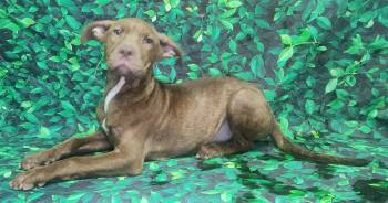 260548  Dobi -  Pit Bull Terrier Dog Available for Adoption in Wetumpka, Alabama - 260548  Dobi | PetCurious
