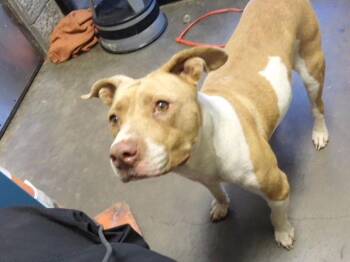 SUGAR TEA -  Pit Bull Terrier and Mixed Breed Dog for Adoption in Tulsa, Oklahoma - SUGAR TEA | PetCurious