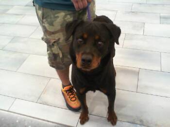 KAKO -  Rottweiler Dog for Adoption in Charlotte, North Carolina - KAKO | PetCurious