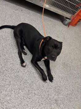 A659298 -  Pit Bull Terrier Dog for Adoption in Houston, Texas - A659298 | PetCurious