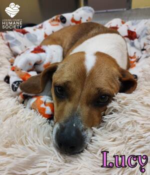 Beagle Dogs Available for Adoption - Lucy | PetCurious