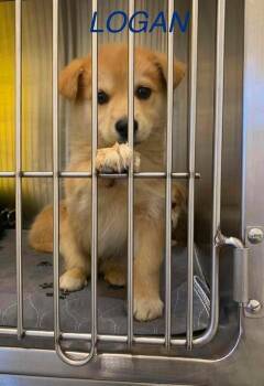 Logan -  Mixed Breed Dog for Adoption in Athens, Ontario - Logan | PetCurious