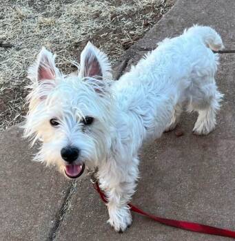 26Krypto -  West Highland White Terrier Westie Dog for Adoption in Shingle Springs, California - 26Krypto | PetCurious
