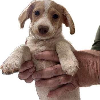 Rescue Terrier and Chihuahua Dogs for Adoption in Atwater, California - Peanut | PetCurious