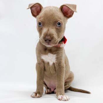 678 (2026) Falcon -  Pit Bull Terrier and Mixed Breed Dog for Adoption in Parker, Colorado - 678 (2026) Falcon | PetCurious