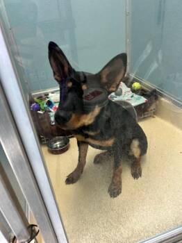Mammut -  Australian Kelpie and Mixed Breed Dog for Adoption in Fort Collins, Colorado - Mammut | PetCurious