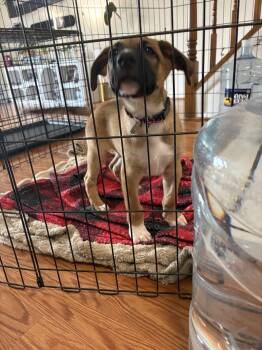 Heimrich -  Boxer and German Shepherd Dog Dog for Adoption in Herndon, Virginia - Heimrich | PetCurious