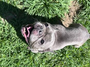 Harmony -  French Bulldog Dog for Adoption in Greenwich, New York - Harmony | PetCurious