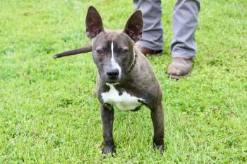 GIZMO -  Mixed Breed Dog Available for Adoption in Brazil, Indiana - GIZMO | PetCurious