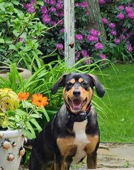 Hound Dogs Available for Adoption - Rooney (Foster Or Adopter Needed!) | PetCurious