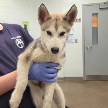Husky Dogs Available for Adoption in Chattanooga, Tennessee - Hornet | PetCurious