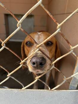 Tully -  Hound Dog for Adoption in Gautier, Mississippi - Tully | PetCurious