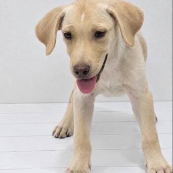 TUCKER -  Labrador Retriever and Mixed Breed Dog for Adoption in Waterford, New Jersey - TUCKER | PetCurious