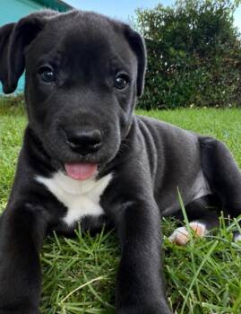 Juniper -  Pit Bull Terrier and Mixed Breed Dog for Adoption in Los Angeles, California - Juniper | PetCurious