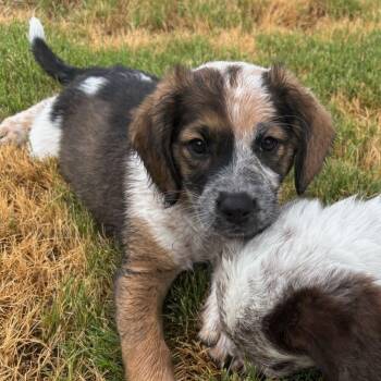 Nugget -  Border Collie and Mixed Breed Dog for Adoption in Durham, North Carolina - Nugget | PetCurious